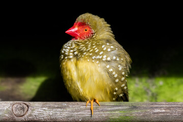 Star Finch Resting on a Perch