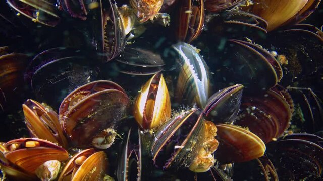 Close-up, Mediterranean mussel (Mytilus galloprovincialis). Black Sea