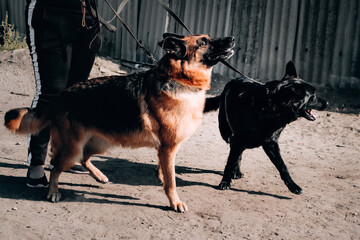 German shepherd kennel, high-quality breeding of thoroughbred working dogs. Two charming female German shepherds of black and black red color are standing and barking.