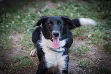 Mon chien