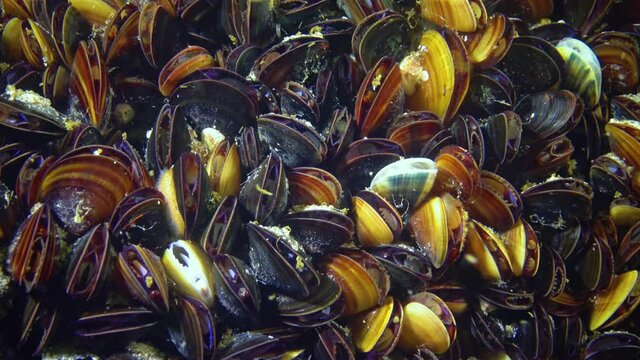 Close-up, clam shells on the seabed. Mediterranean mussel (Mytilus galloprovincialis). Black Sea