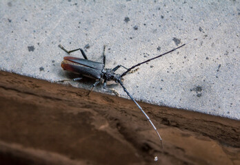 Close up black  Cerambyx cerdo, or great capricorn beetle with long antennae on the ground