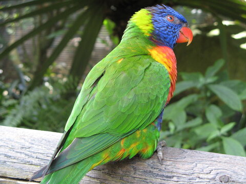 Loriquet
