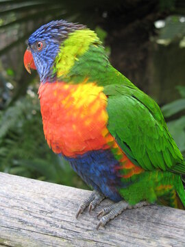 Loriquet