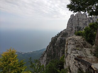 tree in the mountains