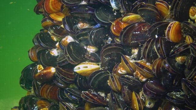 Close-up, clam shells on the seabed. Mediterranean mussel (Mytilus galloprovincialis). Black Sea