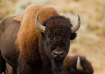 American Bison Bull staring full face view