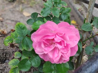 pink rose in garden