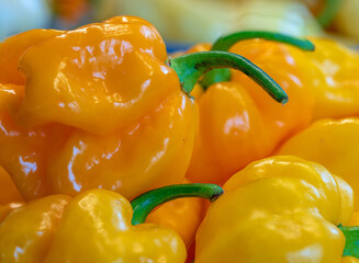 Hot Chili collection after harvesting from plant in fresh condition