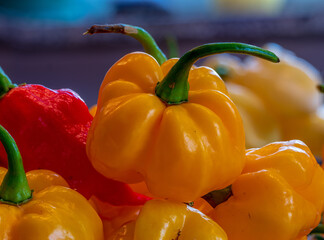 Hot Chili collection after harvesting from plant in fresh condition
