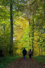 Fototapeta premium Waldweg im Herbst