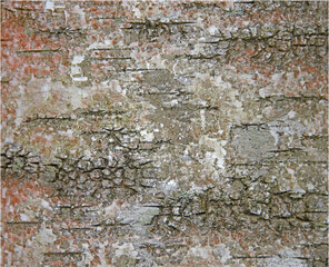  birch tree bark background texture