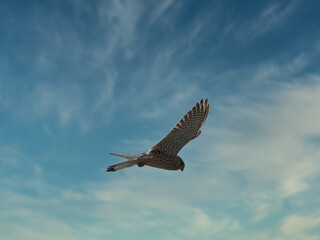 Nahaufnahme eines fliegenden Raubvogels