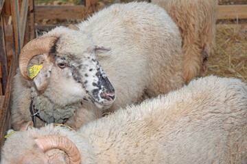 Naklejka premium Animal de la ferme : bélier.