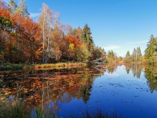 Trees with golden autumn colors behind a lake with reflections against a blue sky