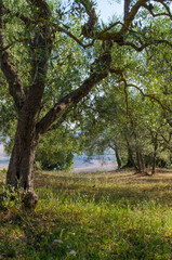 Olivo in Val d'Orcia