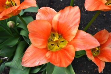 Obraz premium Orange tulip
