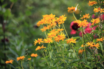 Summer yellow flowers