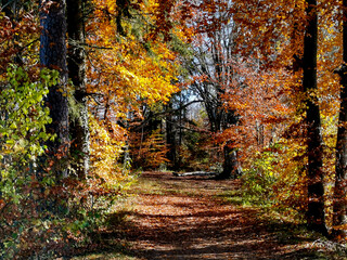 Fototapeta na wymiar Colorful autumn in the forest