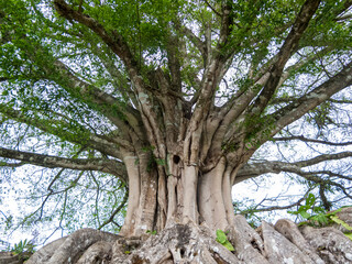 Markanter Tropenbaum in Costa Rica, vermutlich ein Ficus