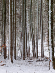 Schneeablagerungen an der Wetterseite der Bäume