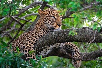 Fototapeta na wymiar Adult leopard portrait on a tree. Kenya, Africa.