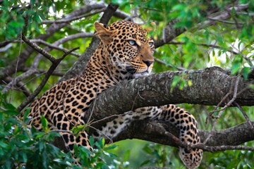 Adult leopard portrait on a tree. Kenya, Africa.