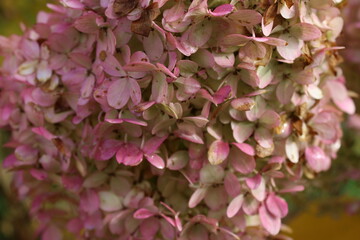 Rispenhortensie Hydrangea paniculata 'Limelight'