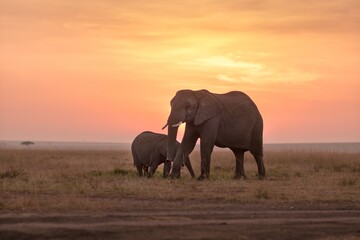 Naklejka na ściany i meble Portrait of mother and baby elephant at sunset. Kenya, Africa