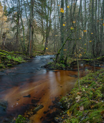 Jezerni creek in autumn color morning with red water and green beautiful forest