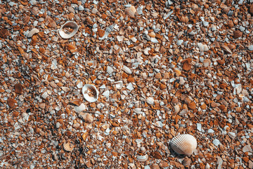 Beach covered with seashells, background image of seashells, closely photographed