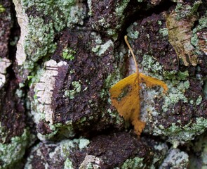 Baumstumpf mit gelbem Blatt