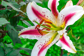 Three-color Lily flower variety Playtime on a green background. A summer flower. Hello summer
