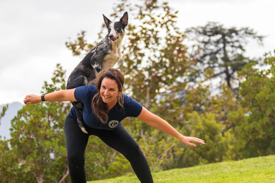 Woman with Australian Koolie dog on her back in the park