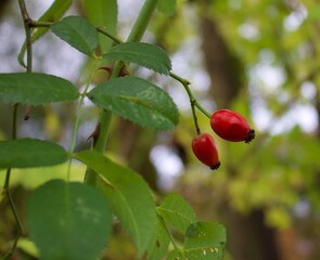 Hagebutte im Herbst