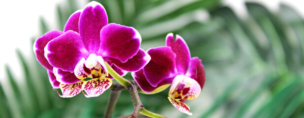 Banner. Purple orchid flower, phalaenopsis or falah on a white background. Selective focus. There is a place for text
