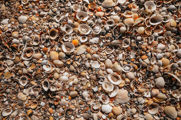 Beach covered with seashells, background image of seashells, closely photographed