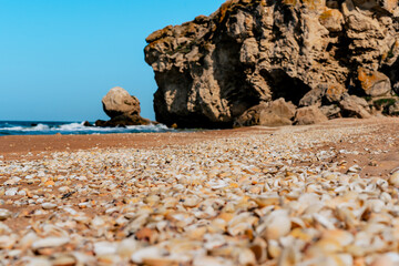 Beach covered with seashells, background image of seashells, closely photographed