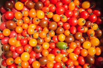 Big box of natural colorfull tomatos