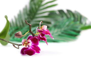 Purple orchid flower, phalaenopsis or falah on a white background. Selective focus. There is a place for your text.