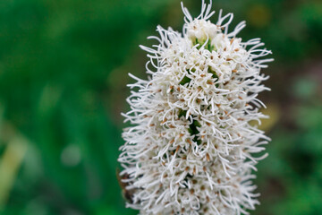 White liatris flower on a green background. Hello summer