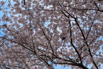 恩田川の桜