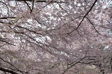 恩田川の桜