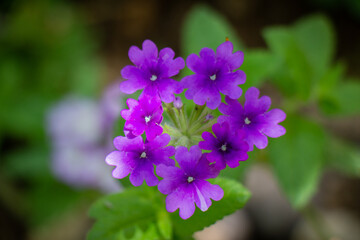 Fototapeta premium Beautiful macro purple natural flower