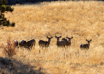 Mule Deer in the Pike National Forest