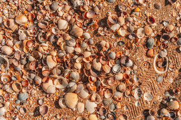 Beach covered with seashells, background image of seashells, closely photographed