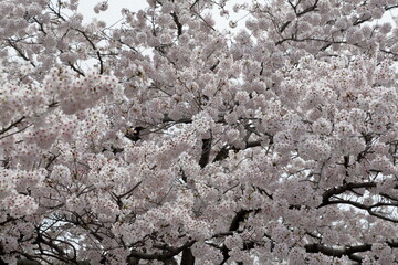 恩田川の桜
