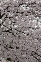 恩田川の桜