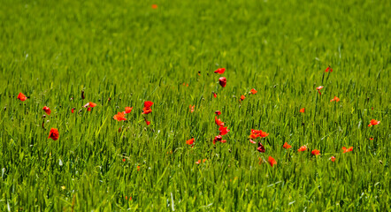 Coquelicots dans un champ de céréales à Chichilianne, France