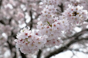 恩田川の桜